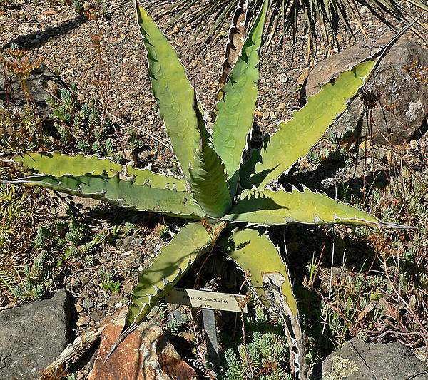 Agave xylonacantha