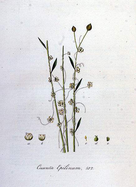 Cuscuta epilinum