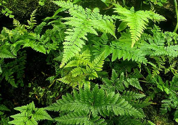 Davallia trichomanoides