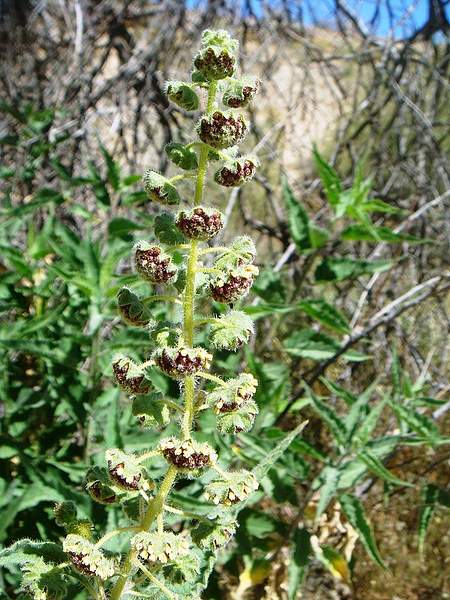 Ambrosia ambrosioides