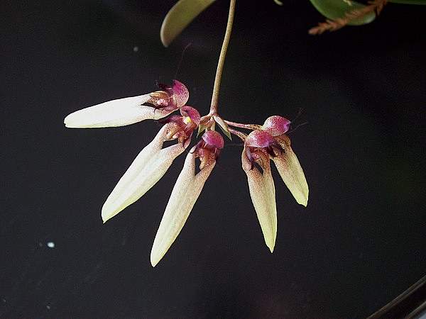 Bulbophyllum longiflorum