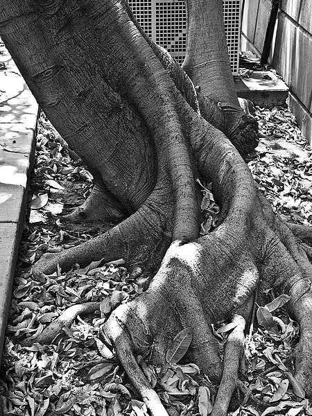 Ficus insipida