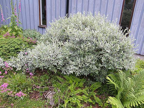 Salix lapponum
