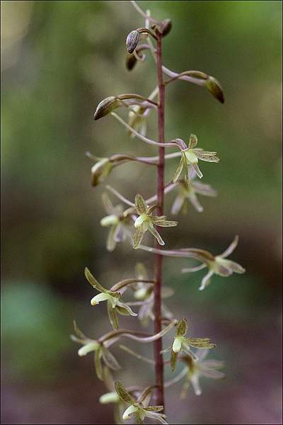 Tipularia discolor