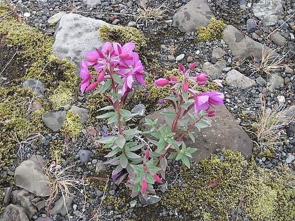 Chamaenerion latifolium