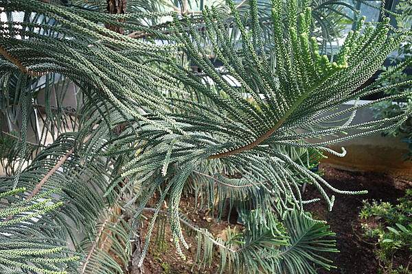 Araucaria scopulorum