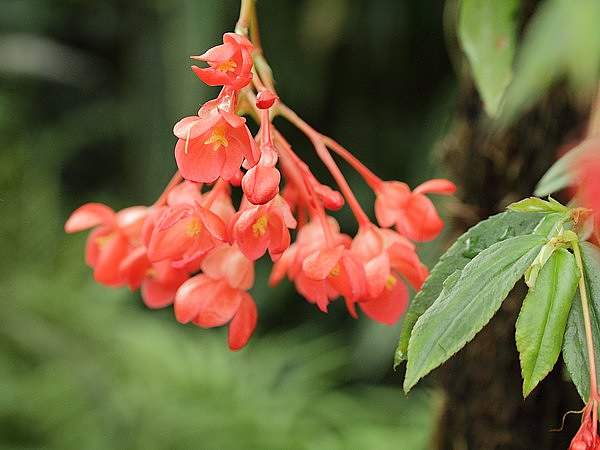 Begonia foliosa