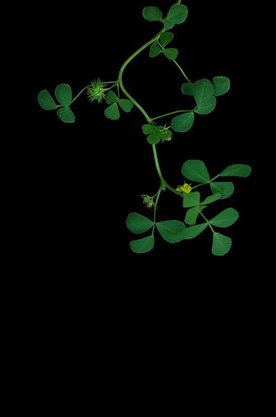 Medicago truncatula