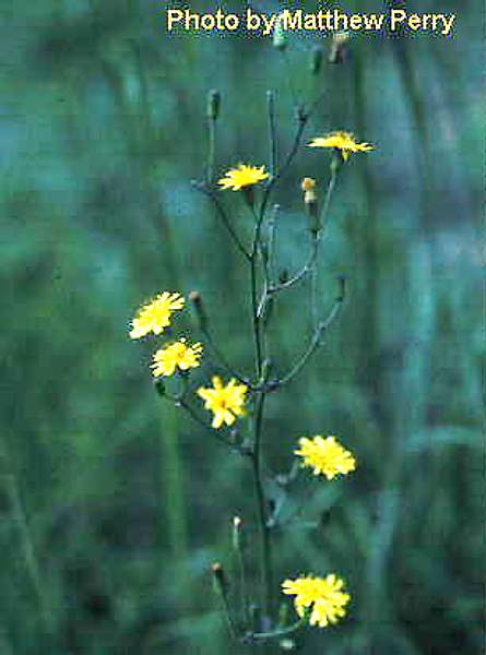 Hieracium paniculatum