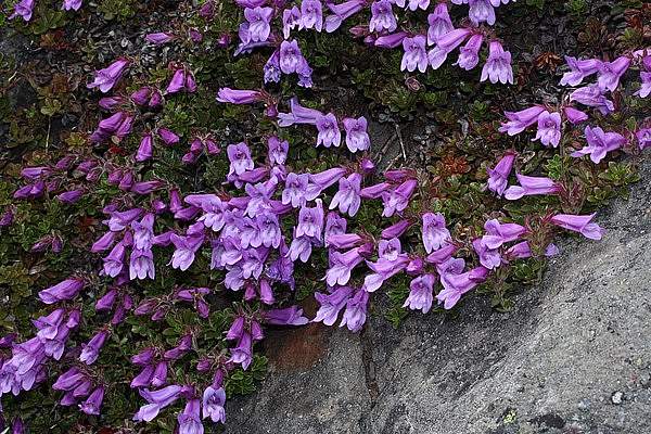 Penstemon davidsonii