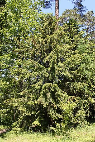 Tsuga caroliniana