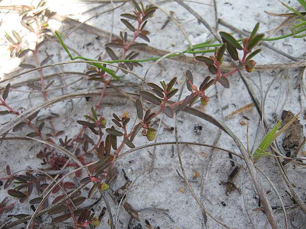 Euphorbia bombensis