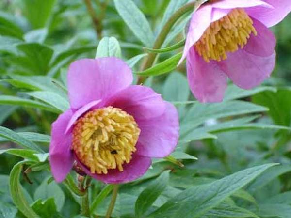 Paeonia veitchii