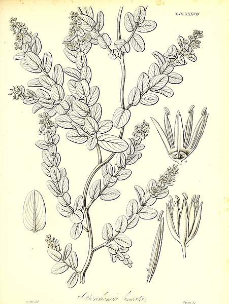 Berchemia lineata