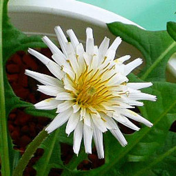 Taraxacum albidum