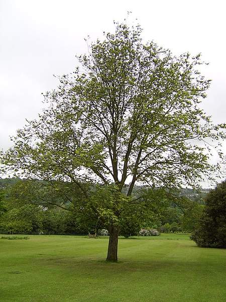 Ulmus wallichiana
