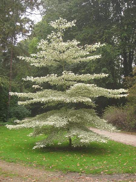 Cornus controversa