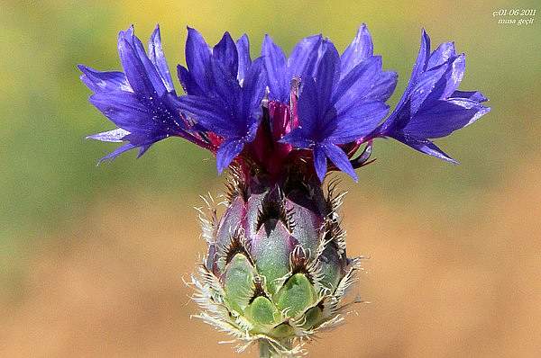 Centaurea depressa