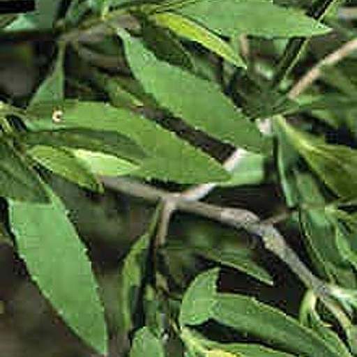 Iva frutescens