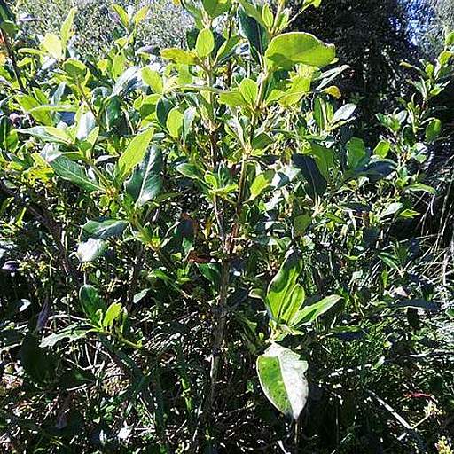Coprosma robusta