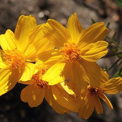 Tagetes lemmonii