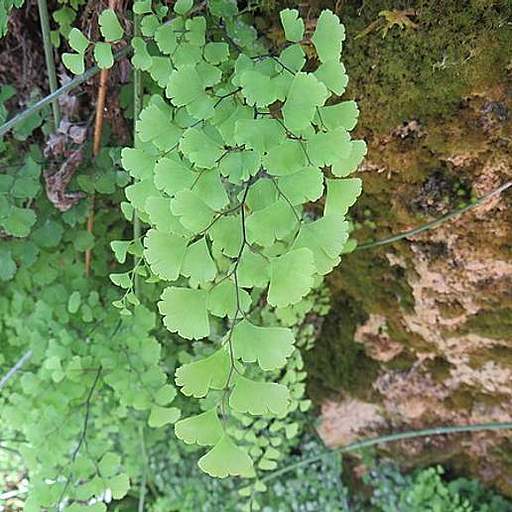Adiantum capillus-veneris