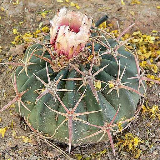 Echinocactus texensis