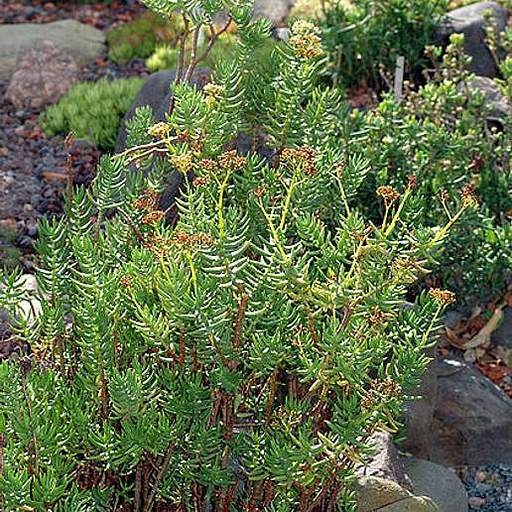 Crassula tetragona