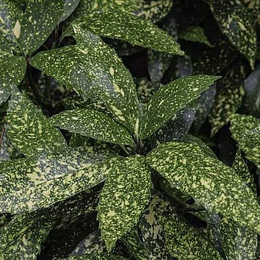 Aucuba japonica