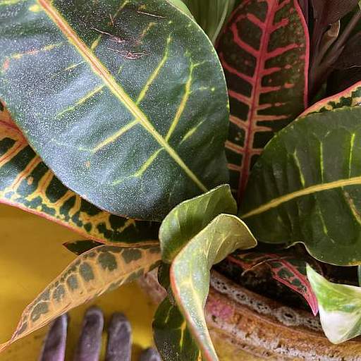 Codiaeum variegatum