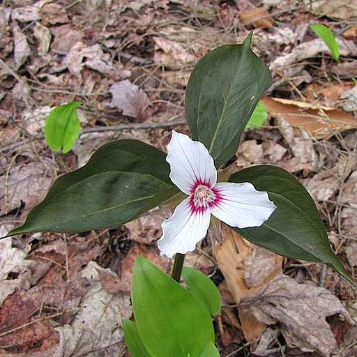 Trillium undulatum