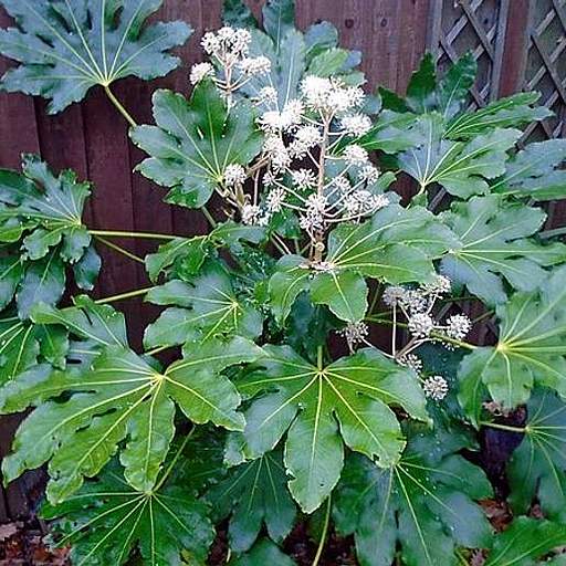 Fatsia japonica