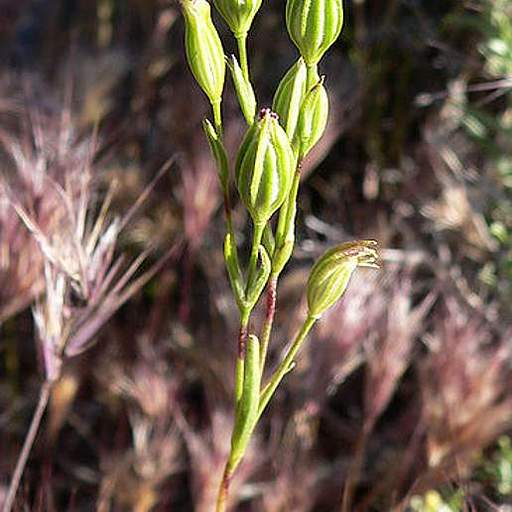 Silene antirrhina