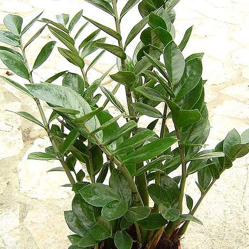 Zamioculcas zamiifolia