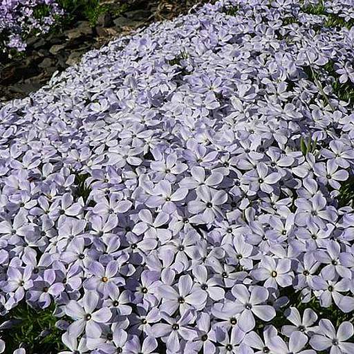Phlox diffusa