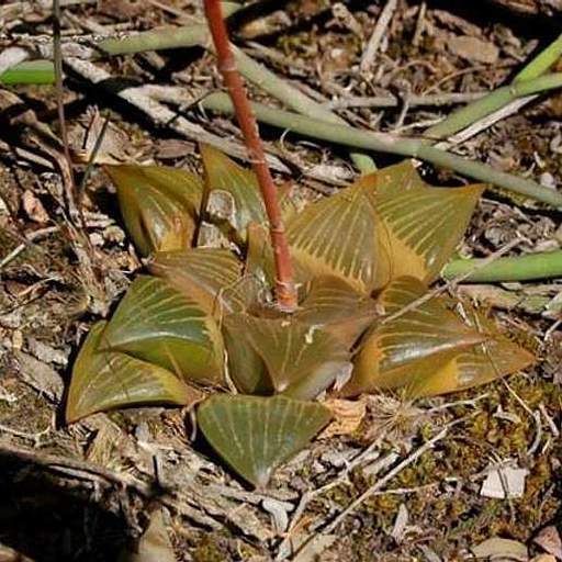 Haworthia retusa