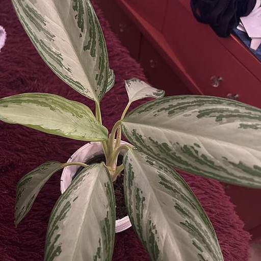 Aglaonema commutatum
