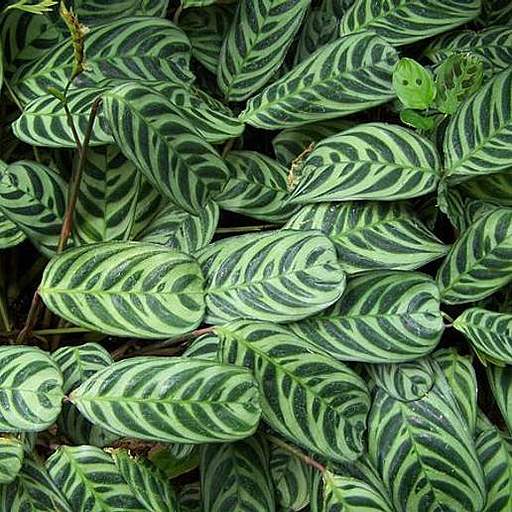 Ctenanthe burle-marxii