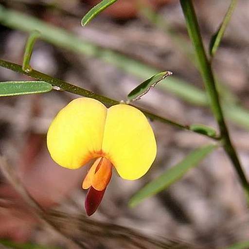 Bossiaea heterophylla