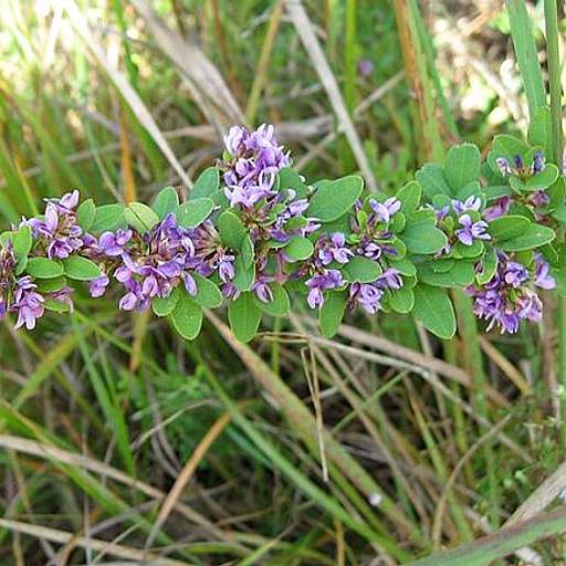 Lespedeza violacea