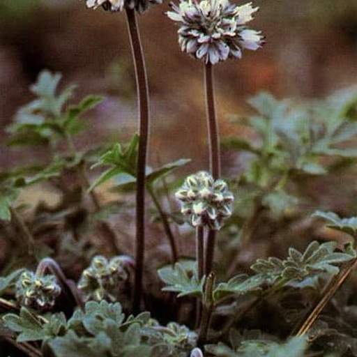 Hydrophyllum occidentale