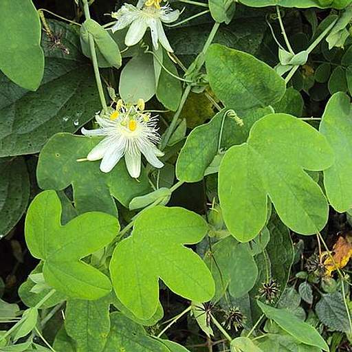 Passiflora subpeltata
