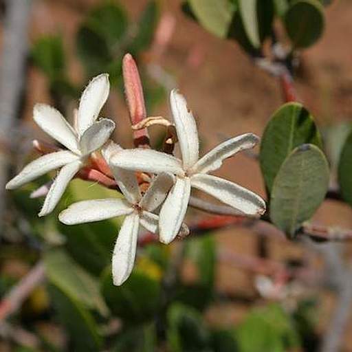 Ancylobothrys capensis