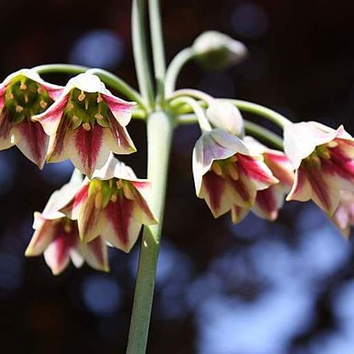 Allium siculum
