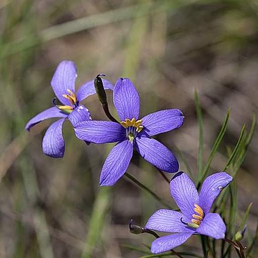 Cheiranthera alternifolia