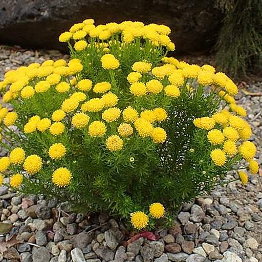 Chrysocoma cernua