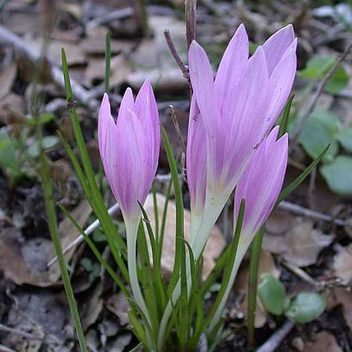 Colchicum stevenii