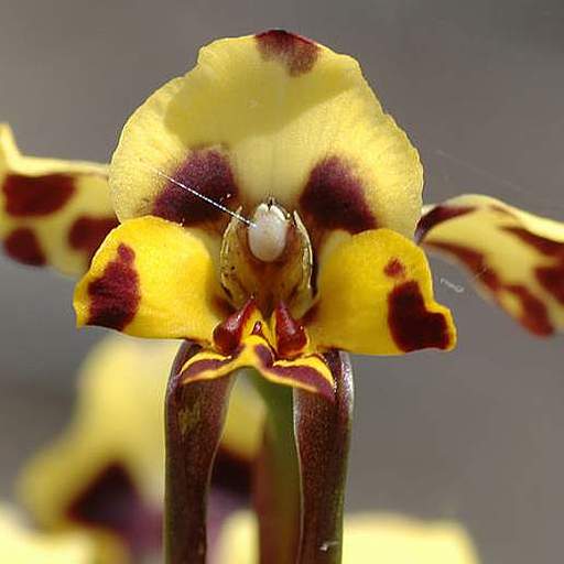 Diuris pardina