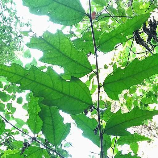 Ficus ampelas