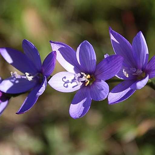 Geissorhiza aspera